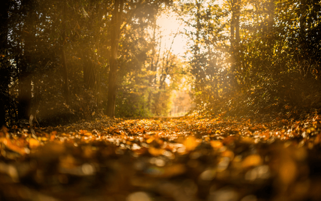 Autumn is here …